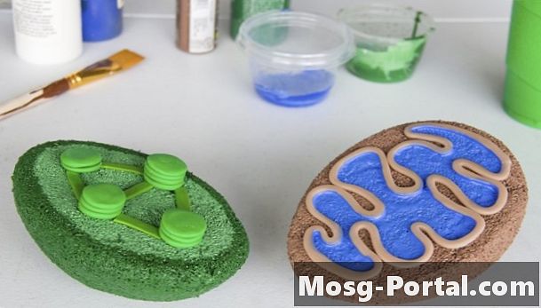 Cum se construiește un model 3D pentru proiecte de biologie celulară Mitocondrii și cloroplast