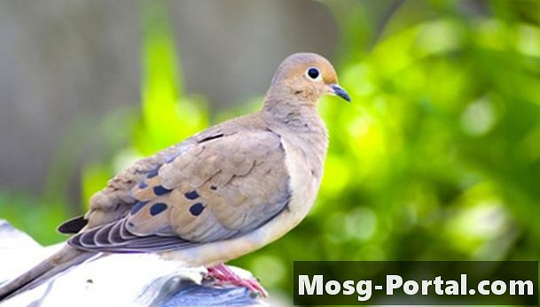 Bagaimana Membina Rumah Burung untuk Dove Berkabung