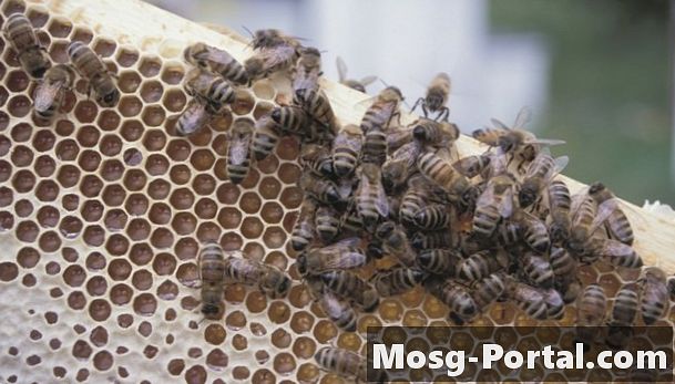 Cum se construiește o casă de albine Mason
