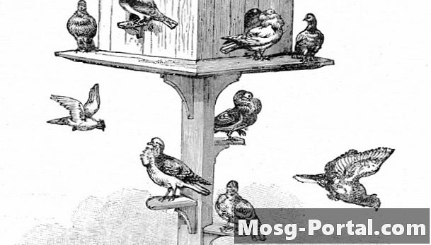 Kako sestaviti vrata golobov pasti