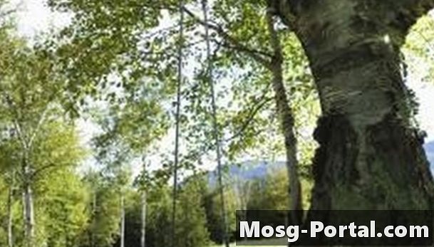 Hvordan beregne Tree Basal Area