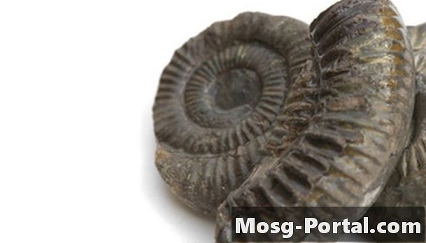 Sådan renses et fossil med eddike