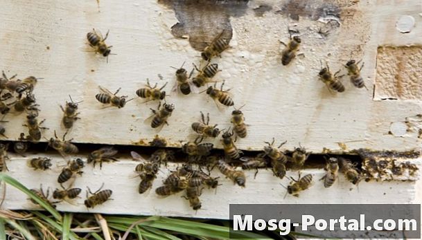 כיצד לנקות כוורות דבורים