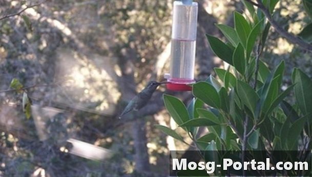 วิธีการเลี้ยง Hummingbirds Corn Syrup