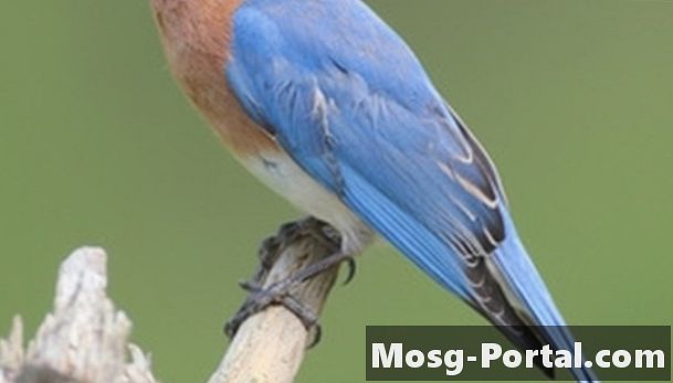 Cara Memberi Makan Mealworms ke Burung Bluebird