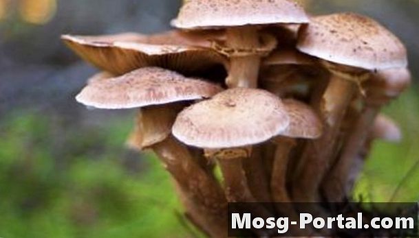 Як вирощувати гриби рейши