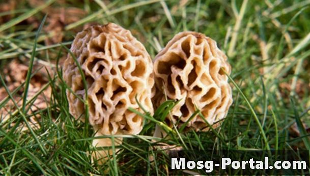 Hoe Morel Mushrooms in Indiana te jagen