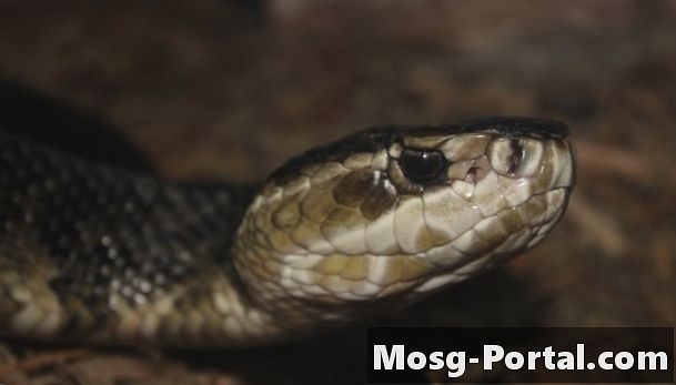 Cum să identifici un șarpe Cottonmouth