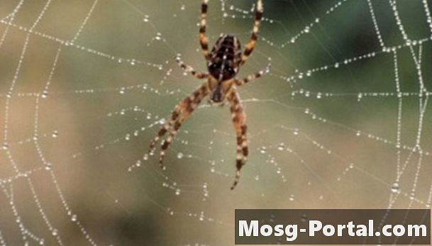 웹 패턴으로 거미를 식별하는 방법