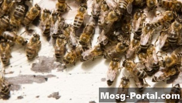 Cómo identificar abejas, avispas y avispones