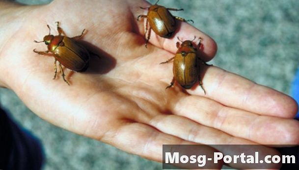 Come identificare gli scarabei in Ontario, Canada