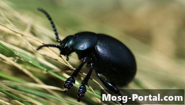 Hur man identifierar svarta skalbaggar i nordöstra USA