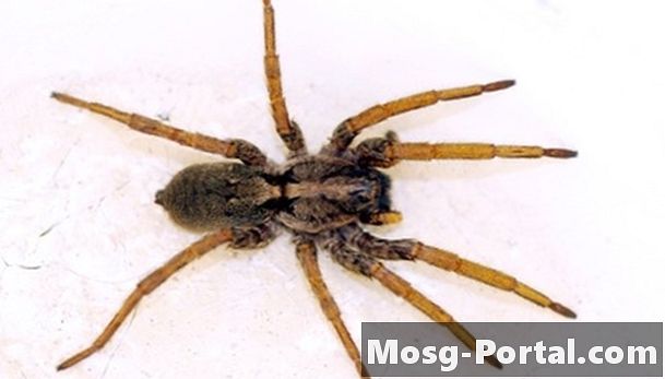 Hvordan identifisere brune edderkopper