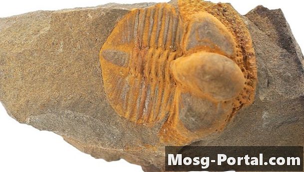 Ako identifikovať fosílne kosti