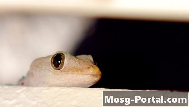 Cum să identifice Louisiana Geckos