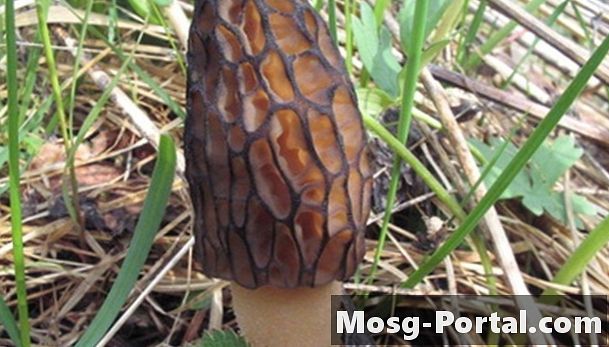 Как определить дикие грибы Огайо