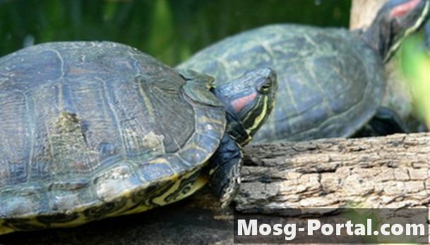 Kako prepoznati vodne želve v Oklahomi