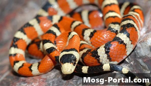Як визначити червоно-чорних смугастих змій