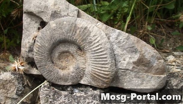 貝化石を識別する方法