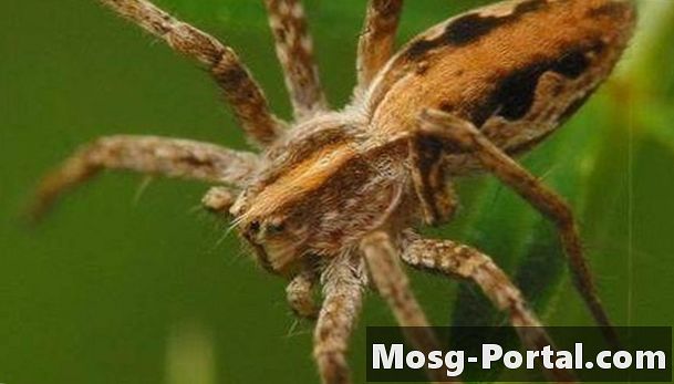 Bagaimana Mengenal pasti Spider di Connecticut