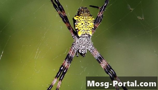 כיצד לזהות עכבישים עם תמונות