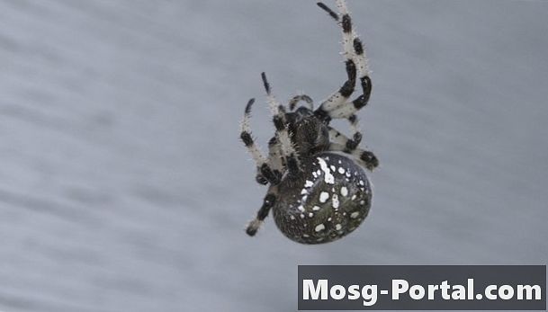Hvordan identifisere edderkopper med hvite flekker