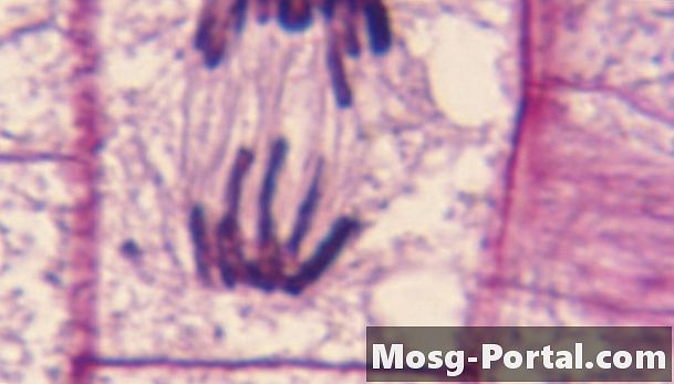 כיצד לזהות שלבי מיטוזיס בתוך תא תחת מיקרוסקופ