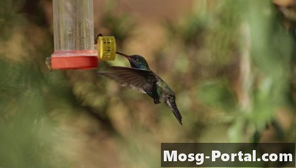 Hur man håller fåglar borta från kolibri mataren