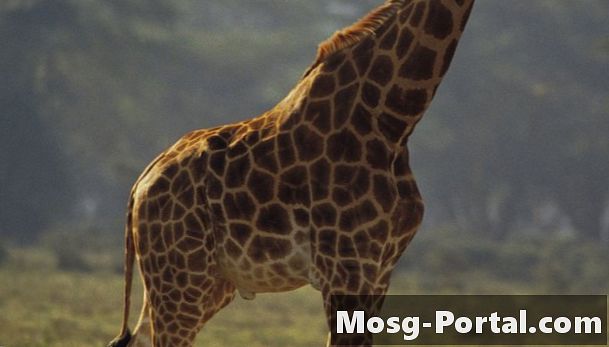 Hvordan lage en giraff Diorama