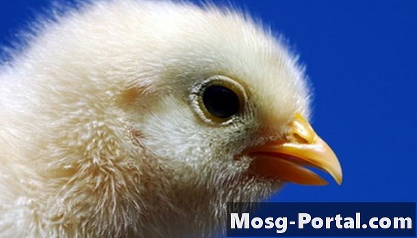 Como Fazer uma Incubadora Caseira para Ovos de Pato