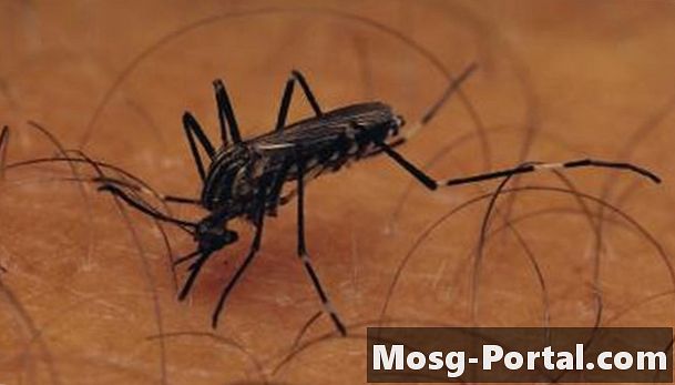 蚊昆虫科学プロジェクトのモデルを作成する方法