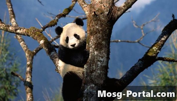 Sådan fremstilles en model af en Pandas habitat