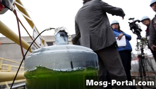 Hvordan lage biodrivstoff med alger