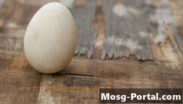 כיצד להכין משגרי ביצים