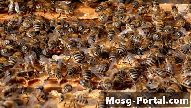 Cách làm mật ong ong Pheromones