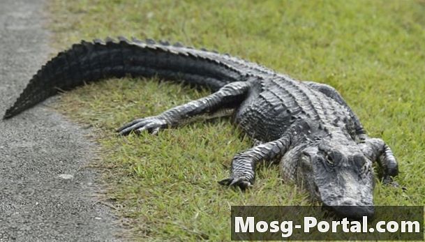Wie man den Unterschied zwischen Alligatoren und Krokodilen erkennt