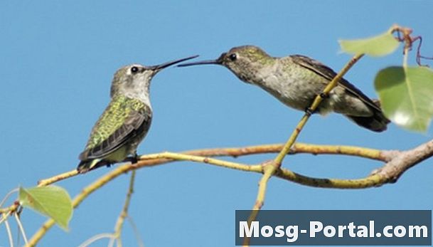 Навици за гнездене на колибри