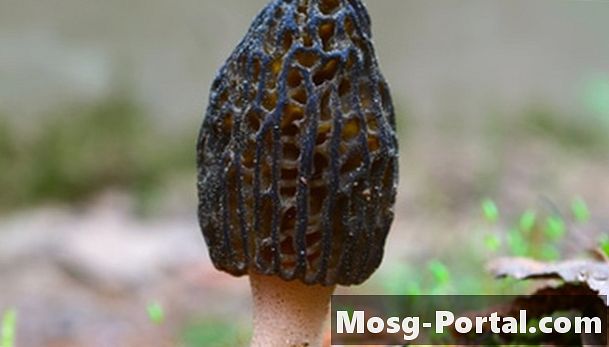 Lov na Morel gljive u Pensilvaniji