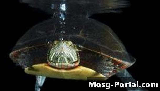 Idei pentru proiecte de târg științific despre țestoase