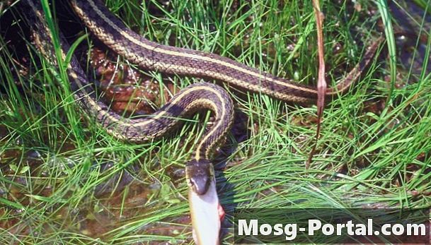 Идентификација змија у Џорџији