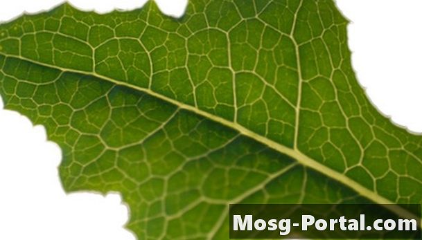 Importanța pigmenților în fotosinteză