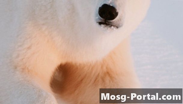 Date importante de bază cu ursii polari pentru copii