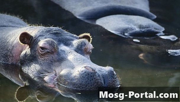 Dalam Apa Iklim Adakah Hippo Live?