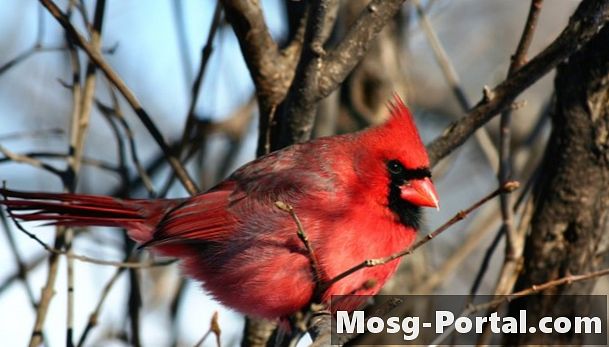 Información sobre el pájaro cardenal