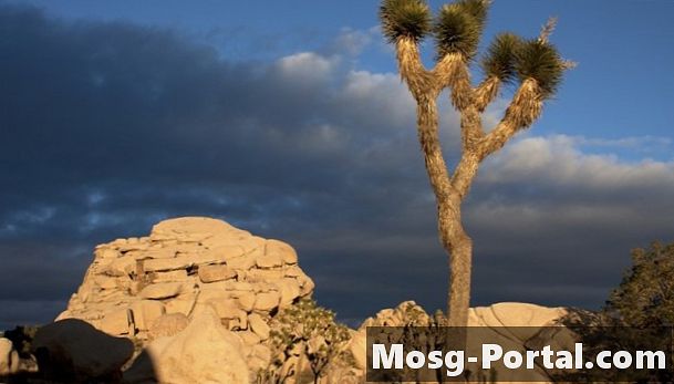 Zaujímavé fakty o púšti Mojave