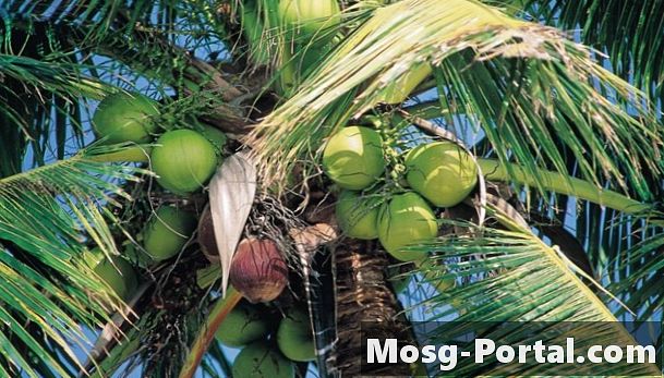 Preiskovalni projekti z uporabo kokosove lupine