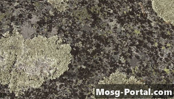 Il lichene è un autotrofo?