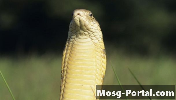 Fakta tentang Raja Cobra Snake