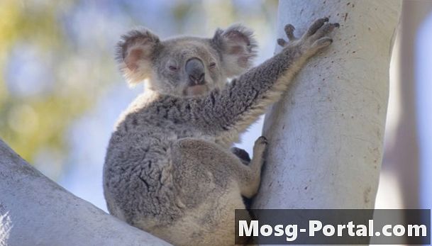 Los koalas ahora están funcionalmente extintos: ¿cómo podemos salvarlos?