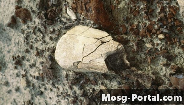 Identificare mare de cochilie fosilizată